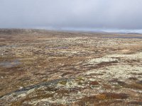 N, Buskerud, Hol, Tuva turisthytte 68, Saxifraga-Willem van Kruijsbergen