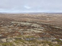 N, Buskerud, Hol, Tuva turisthytte 70, Saxifraga-Willem van Kruijsbergen