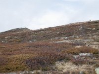 N, Buskerud, Hol, Tuva turisthytte 82, Saxifraga-Willem van Kruijsbergen