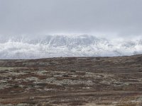 N, Buskerud, Hol, Tuva turisthytte 83, Saxifraga-Willem van Kruijsbergen