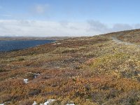 N, Buskerud, Hol, Tuva turisthytte 98, Saxifraga-Annemiek Bouwman