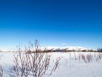 N, Finnmark, Tana, Tanamunningen 5, Saxifraga-Bart Vastenhouw