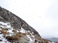 N, Finnmark, Vardo, Hornoya 9, Saxifraga-Bart Vastenhouw