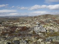 N, Hordaland, Eidfjord, Dyranut 23, Saxifraga-Willem van Kruijsbergen