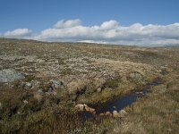 N, Hordaland, Eidfjord, Dyranut 28, Saxifraga-Annemiek Bouwman