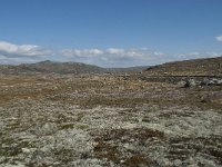 N, Hordaland, Eidfjord, Dyranut 30, Saxifraga-Annemiek Bouwman