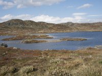 N, Hordaland, Eidfjord, Repsetjornane 1, Saxifraga-Willem van Kruijsbergen