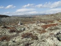 N, Hordaland, Eidfjord, Repsetjornane 12, Saxifraga-Annemiek Bouwman