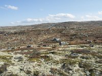 N, Hordaland, Eidfjord, Repsetjornane 16, Saxifraga-Annemiek Bouwman