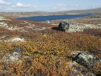 N, Hordaland, Eidfjord, Repsetjornane 18, Saxifraga-Annemiek Bouwman