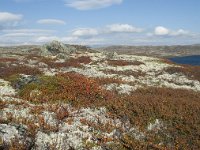 N, Hordaland, Eidfjord, Repsetjornane 19, Saxifraga-Annemiek Bouwman