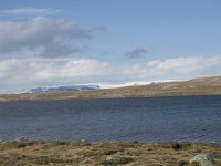 N, Hordaland, Eidfjord, Repsetjornane 5, Saxifraga-Willem van Kruijsbergen