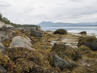 N, More og Romsdal, Molde, Bolsoya 14, Saxifraga-Willem van Kruijsbergen