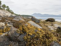 N, More og Romsdal, Molde, Bolsoya 15, Saxifraga-Willem van Kruijsbergen