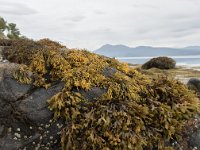 N, More og Romsdal, Molde, Bolsoya 16, Saxifraga-Willem van Kruijsbergen