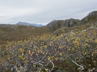 N, More og Romsdal, Molde, Tusenarsvarden 25, Saxifraga-Willem van Kruijsbergen