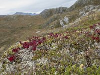 N, More og Romsdal, Molde, Tusenarsvarden 26, Saxifraga-Willem van Kruijsbergen