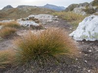 N, More og Romsdal, Molde, Tusenarsvarden 28, Saxifraga-Willem van Kruijsbergen