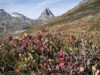 N, More og Romsdal, Rauma, Alnesvatnet 30, Saxifraga-Willem van Kruijsbergen