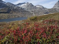 N, More og Romsdal, Rauma, Alnesvatnet 40, Saxifraga-Willem van Kruijsbergen