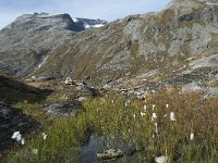 N, More og Romsdal, Rauma, Alnesvatnet 55, Saxifraga-Annemiek Bouwman