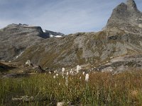 N, More og Romsdal, Rauma, Trollstigen 30, Saxifraga-Willem van Kruijsbergen