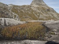 N, More og Romsdal, Rauma, Trollstigen 41, Saxifraga-Willem van Kruijsbergen