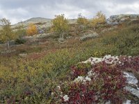 N, Oppland, Sel, Mysuseter 85, Saxifraga-Willem van Kruijsbergen