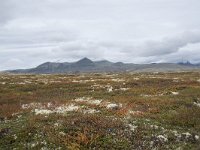 N, Oppland, Sel, Peer Gynt Hytta 123, Saxifraga-Willem van Kruijsbergen