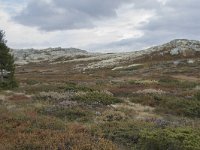 N, Oppland, Sel, Smaahaarrtjonne 11, Saxifraga-Willem van Kruijsbergen