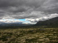 N, Trondelag, Oppdal, Dovrefjell 10, Saxifraga-Bart Vastenhouw