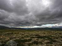 N, Trondelag, Oppdal, Dovrefjell 12, Saxifraga-Bart Vastenhouw