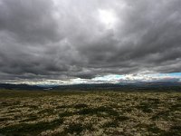 N, Trondelag, Oppdal, Dovrefjell 13, Saxifraga-Bart Vastenhouw