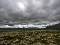 N, Trondelag, Oppdal, Dovrefjell 14, Saxifraga-Bart Vastenhouw