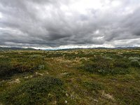 N, Trondelag, Oppdal, Dovrefjell 16, Saxifraga-Bart Vastenhouw