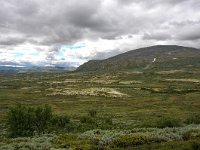 N, Trondelag, Oppdal, Dovrefjell 8, Saxifraga-Bart Vastenhouw