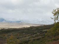 N, Trondelag, Oppdal, Gronbakken 19, Saxifraga-Willem van Kruijsbergen