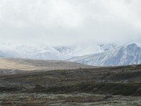 N, Trondelag, Oppdal, Gronbakken 20, Saxifraga-Willem van Kruijsbergen