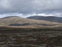 N, Trondelag, Oppdal, Gronbakken 21, Saxifraga-Willem van Kruijsbergen