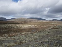 N, Trondelag, Oppdal, Gronbakken 24, Saxifraga-Willem van Kruijsbergen