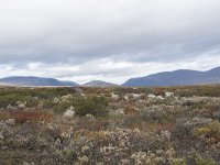 N, Trondelag, Oppdal, Gronbakken 25, Saxifraga-Willem van Kruijsbergen