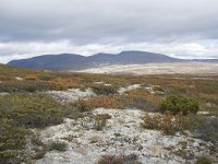 N, Trondelag, Oppdal, Gronbakken 26, Saxifraga-Willem van Kruijsbergen