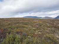 N, Trondelag, Oppdal, Gronbakken 27, Saxifraga-Willem van Kruijsbergen