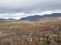 N, Trondelag, Oppdal, Gronbakken 29, Saxifraga-Willem van Kruijsbergen