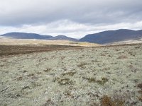 N, Trondelag, Oppdal, Gronbakken 30, Saxifraga-Willem van Kruijsbergen