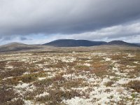 N, Trondelag, Oppdal, Gronbakken 31, Saxifraga-Willem van Kruijsbergen