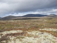 N, Trondelag, Oppdal, Gronbakken 32, Saxifraga-Willem van Kruijsbergen