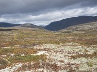 N, Trondelag, Oppdal, Gronbakken 34, Saxifraga-Willem van Kruijsbergen