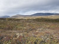 N, Trondelag, Oppdal, Gronbakken 35, Saxifraga-Willem van Kruijsbergen