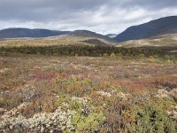 N, Trondelag, Oppdal, Gronbakken 36, Saxifraga-Willem van Kruijsbergen